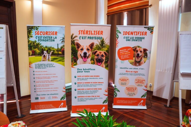 Three roll-up banners for an animal shelter adoption event, printed in French with the headlines SECURISER, STERILISER and IDENTIFIER